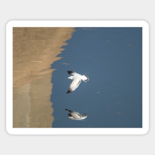 Ring-billed Gull In Flight Sticker